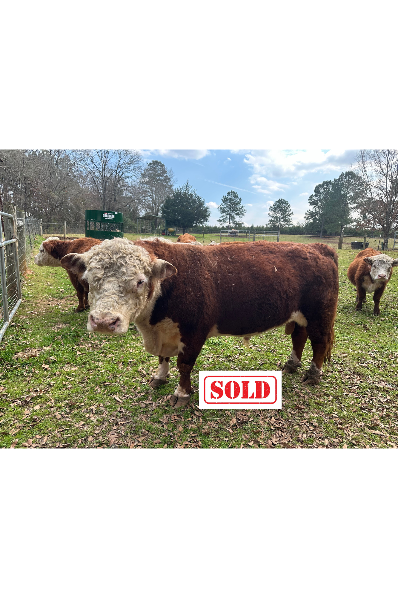 Outlaw (Calved 09/7/19) Herd Bull