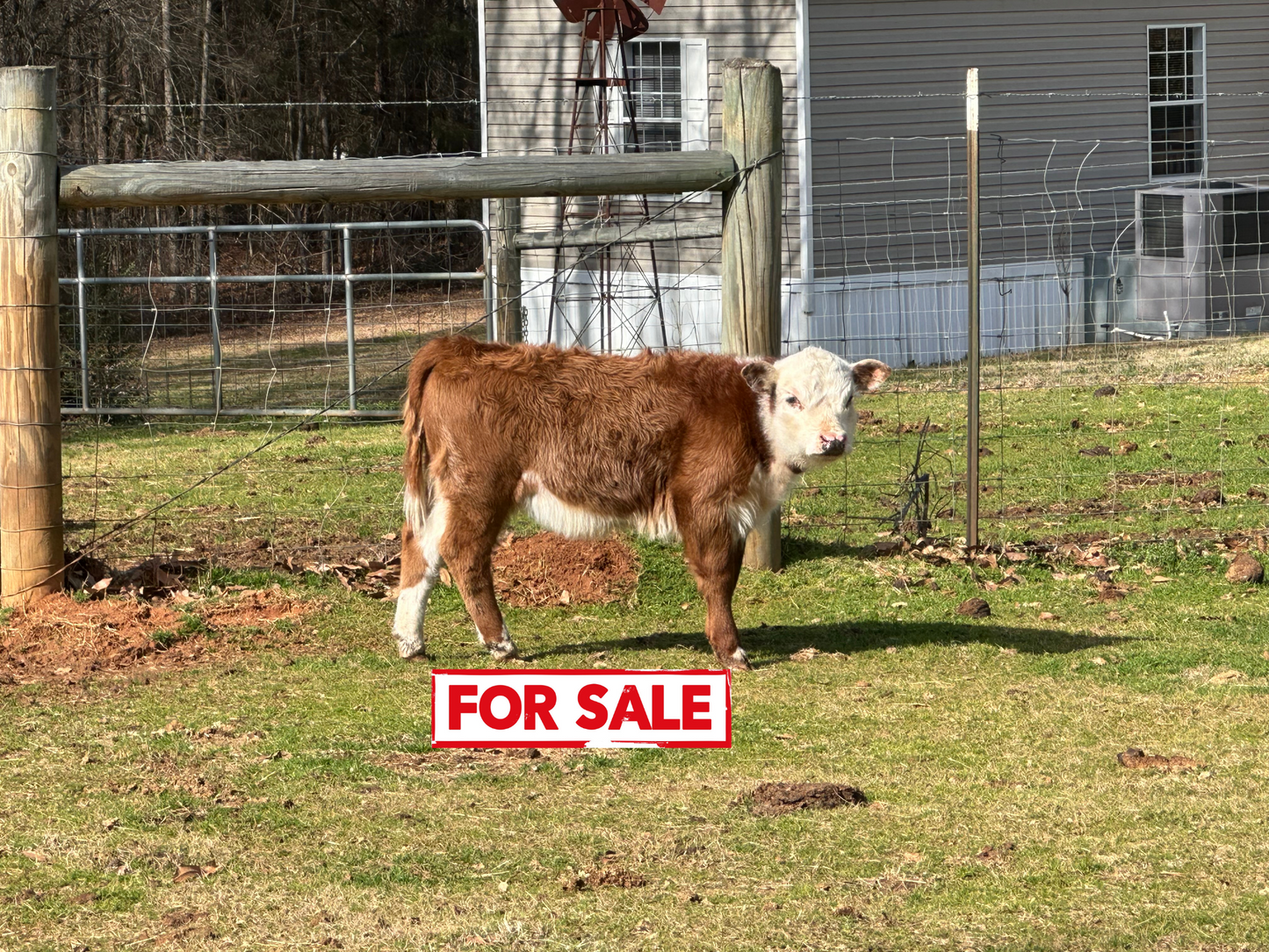 Bella (Calved 10/25/24)