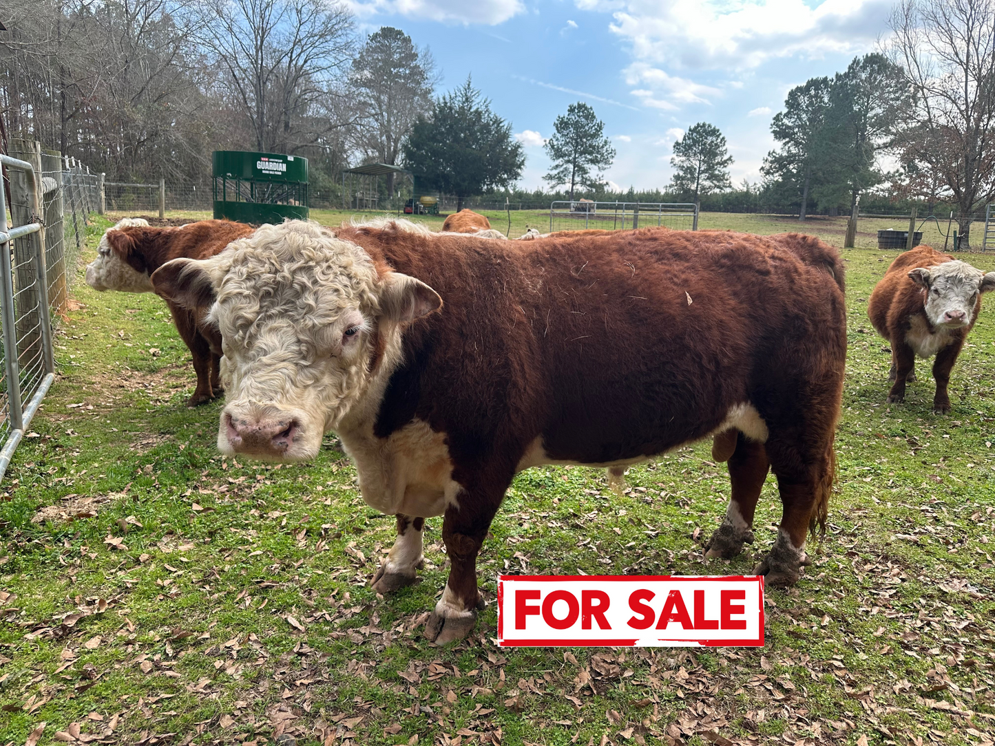 Outlaw (Calved 09/7/19) Herd Bull