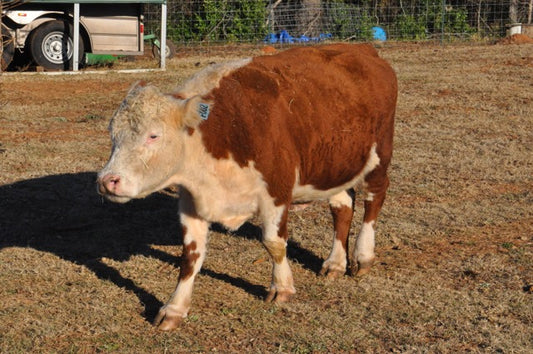 WOLF CREEK QUEEN CAROL