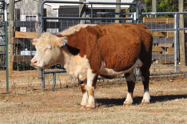 WOLF CREEK QUEEN CAROL