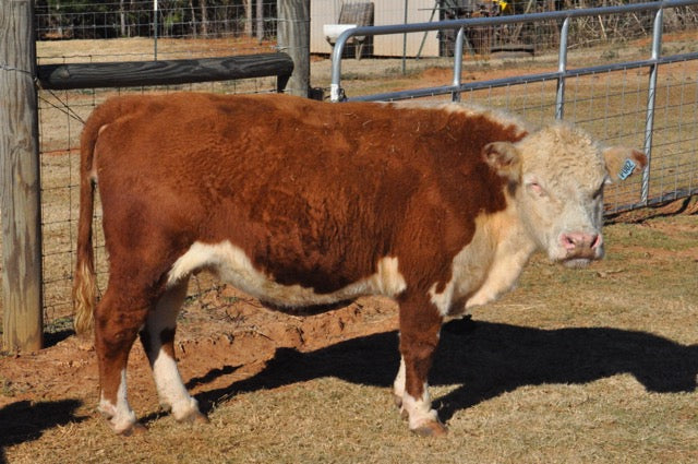 WOLF CREEK QUEEN CAROL