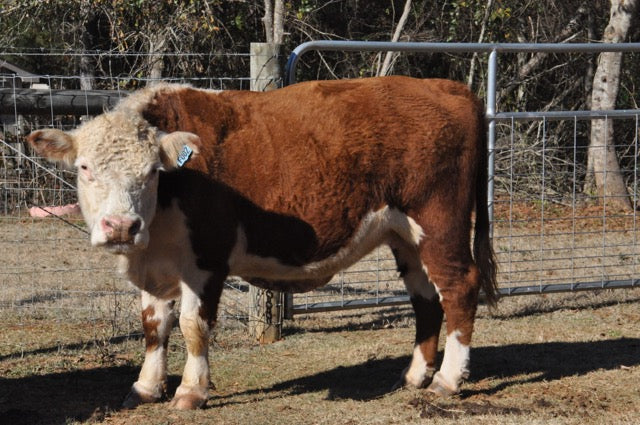WOLF CREEK QUEEN CAROL