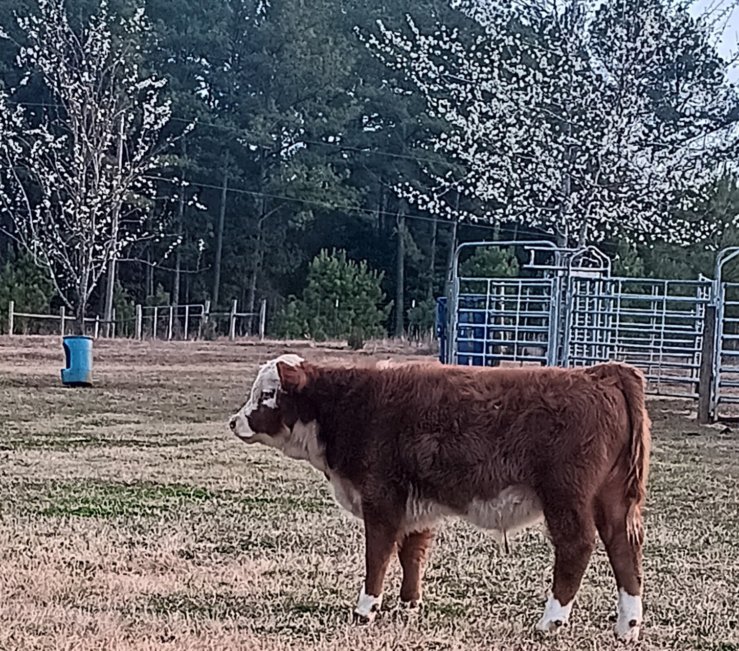 Geronimo (Calved 10/01/25)