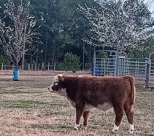 Geronimo (Calved 10/01/25)