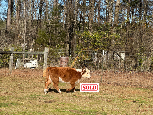 Gennie ( Calved 06/24/24)