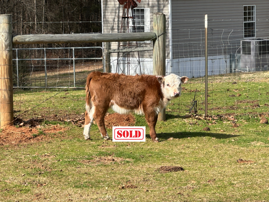 Bella (Calved 10/25/24)