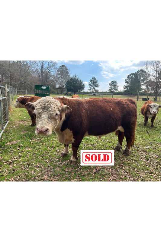 Outlaw (Calved 09/7/19) Herd Bull