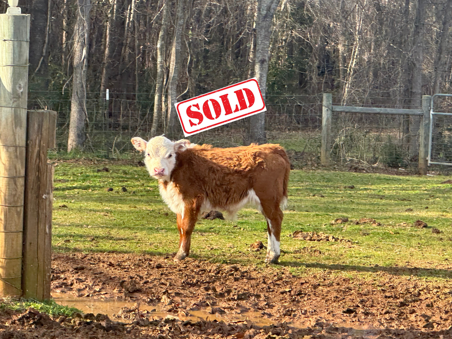 Thor (Calved 11/14/24)